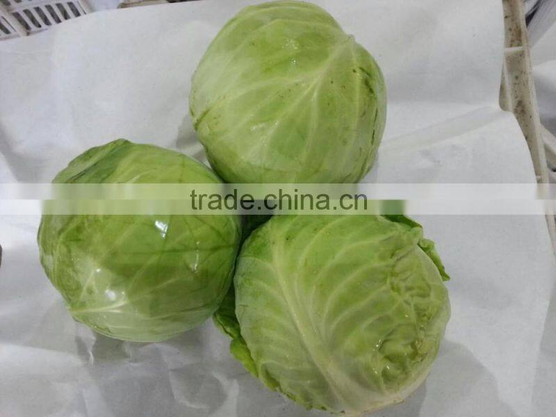 chinese round cabbage