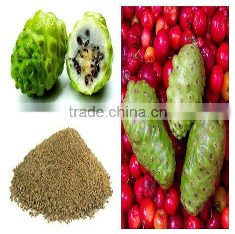 GMP Certified Manufacturer Supply Natural Noni Extract