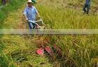 small rice harvest machine / paddy rice harvest machine / rice planting machine 0086-15238020768