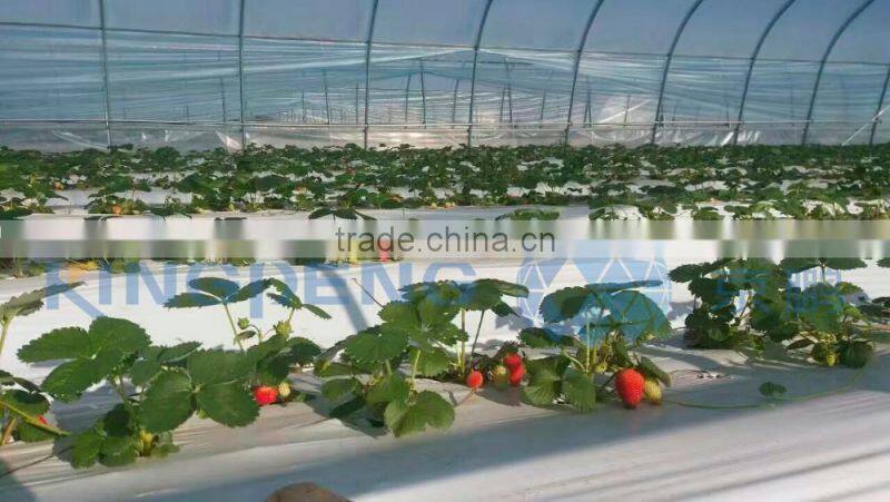 Simple Agricultural Tunnel vegetable Greenhouse