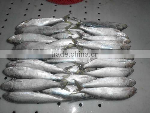 Good quality frozen Sardines 6-7pcs/kg