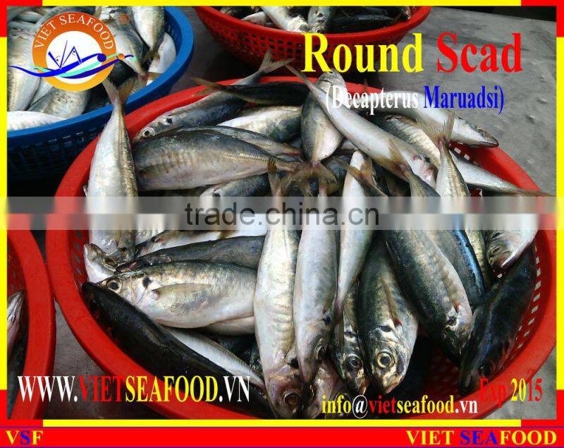 FROZEN MARUADSI WHOLE ROUND (ROUND SCAD)