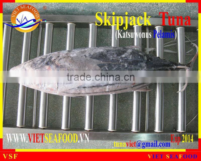 FROZEN SKIPJACK TUNA W/R