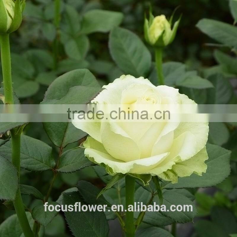 For Valentine's Day Occasion cut flowers rose fresh flower Avalanche flower from Kunming