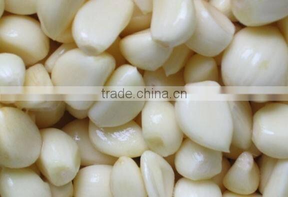 Jinxiang vegetable garlic fresh garlic hot sale garlic sales,garlic for new market,garlic