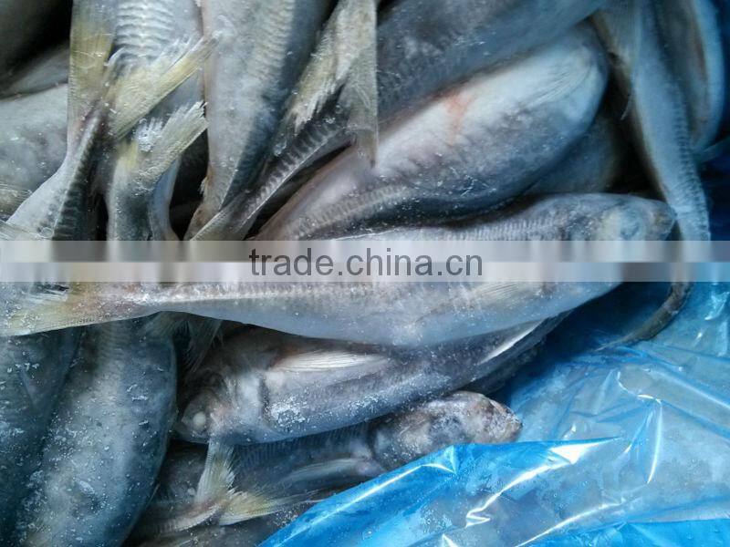 frozen horse mackerel fish