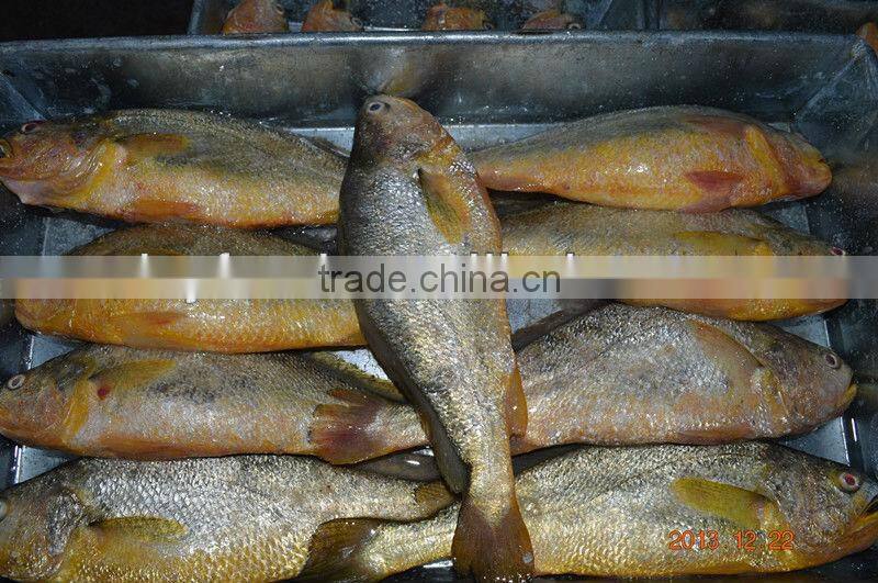 Hot sale yellow croaker gift box package