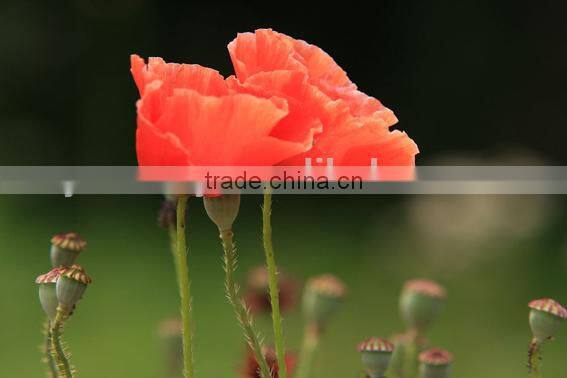 Corn poppy,Papaver, flower seeds , herb seed,vegetalbe seed,fruit seed,grass seed