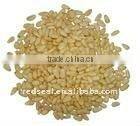 New crop Chinese pine nut kernels