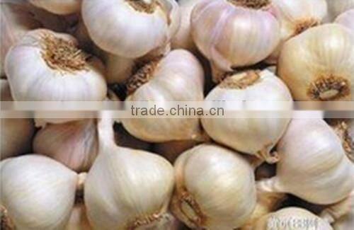 Garlic Extract ,pure organic garlic oil