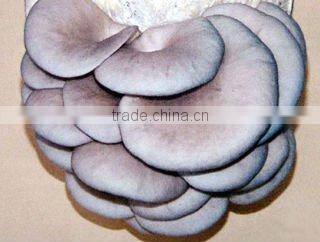 40% Polysaccharides (UV-VIS) Oyster Mushroom Extract Powder