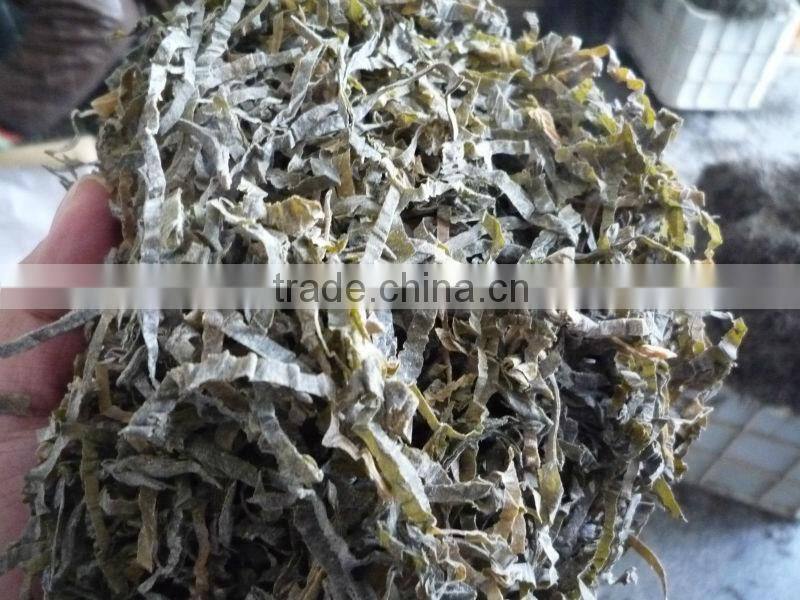 2014 Naturally sun dried and thermal dried cut sea kelp