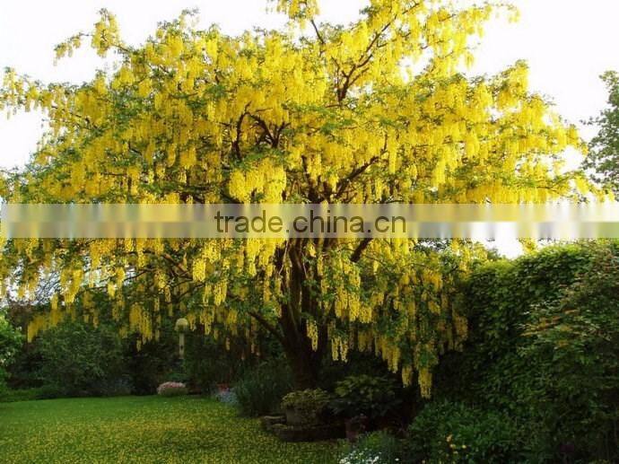 Cassia fistula