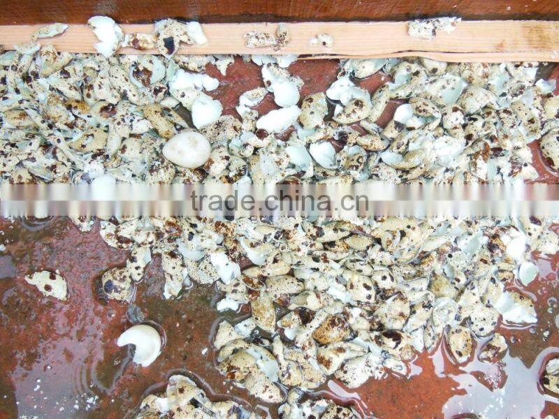 FT-206 Large Capacity Quail Egg Shelling Breaking Peeling Machine