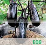 CU02 Jinyan no.4 high yield long cucumber seeds high yield vegetable seeds