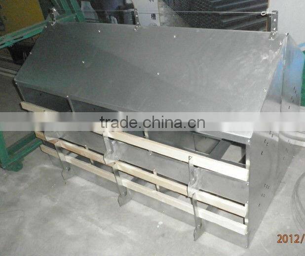 Chicken laying egg nest