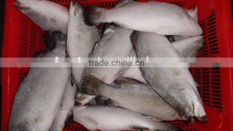 Asian Sea Bass Lates Calcarifer Barramundi