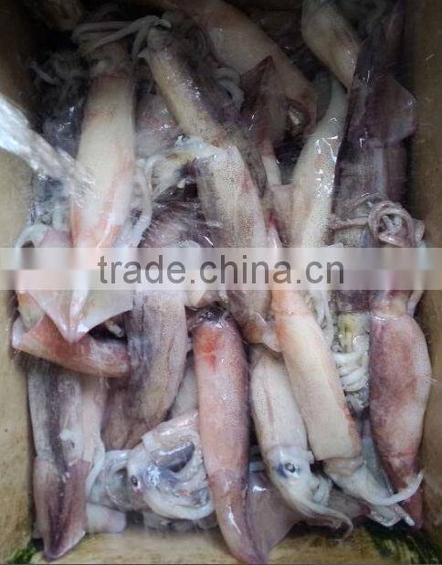 Frozen Whole Round Squid Todarodes Pacificus