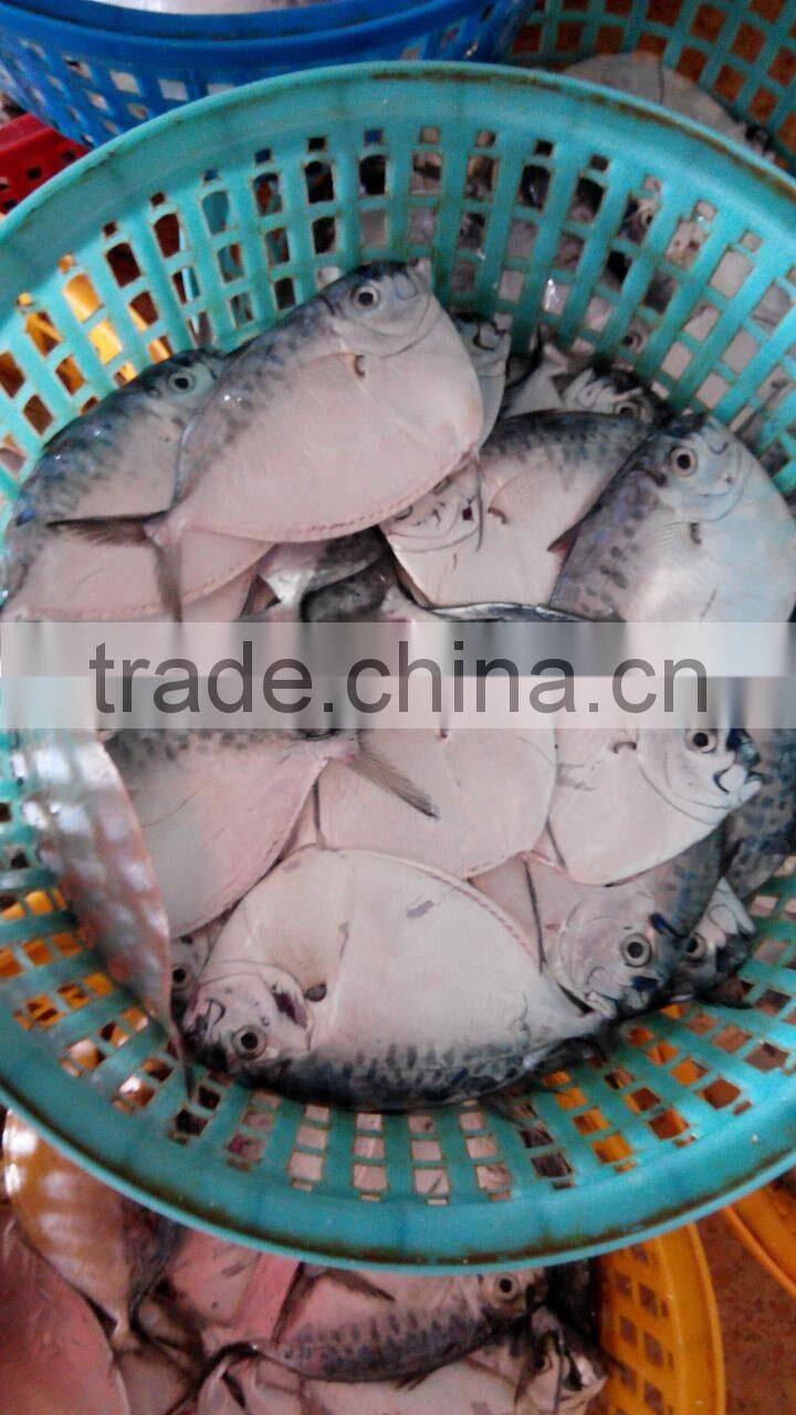 Supply Whole Round Moon fish