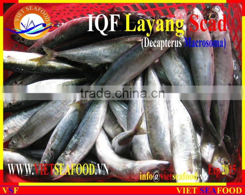 IQF LAYANG SCAD WHOLE ROUND