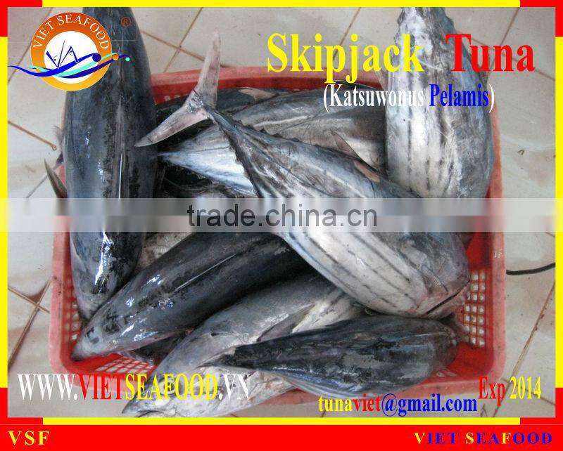 FROZEN SKIPJACK TUNA WHOLE ROUND