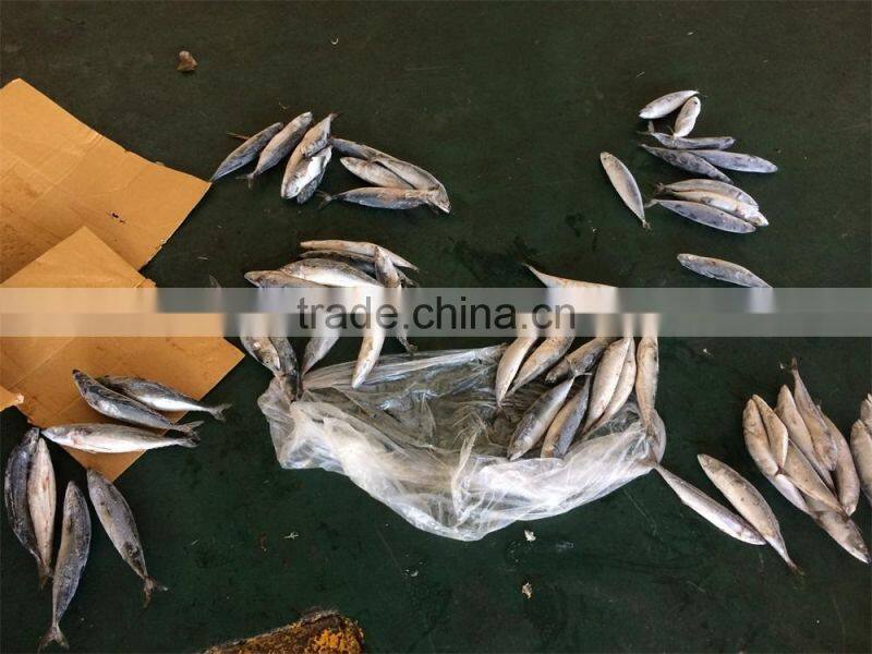 Pacific mackerel fish in 2015