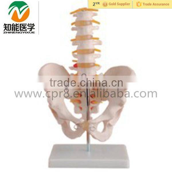 Life-size 2 lumbar vertebra, pelvis anatomic model
