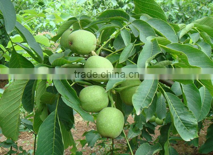 Chinese good quality walnuts prices