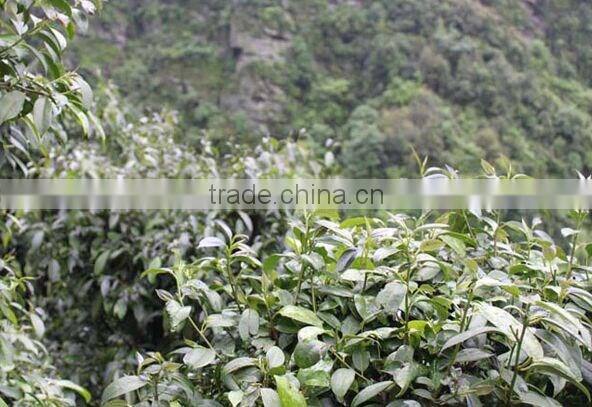 Private label organic best green tea and diet for high blood pressure