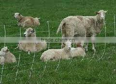 sheep wire mesh fence ( china supplier manufacturer ISO9001 )