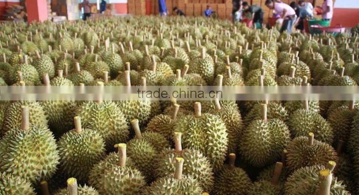 VIET NAM DURIAN- monthong durian