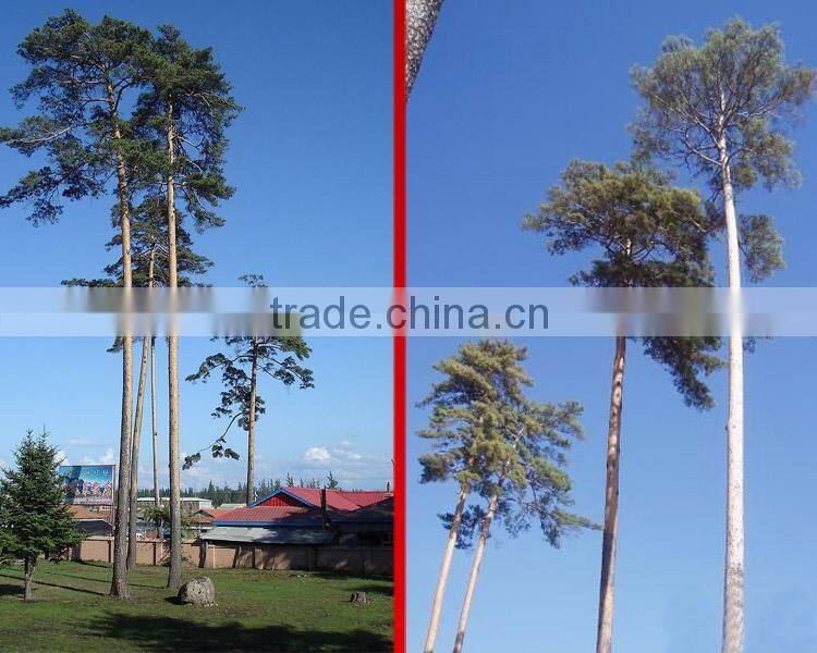 The outdoor decoration plant outdoor plants Changpai Scotch Pine seedling