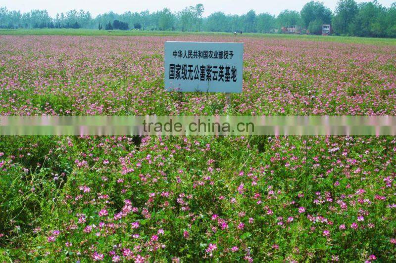 Pure sunflower honey in bulk or bottle packing