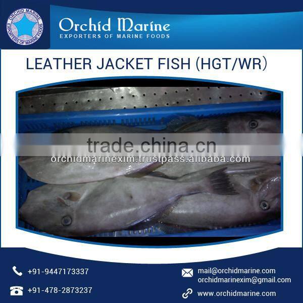 Excellent Quality High Protein Pleasing Flavor Frozen Leather Jacket Fish