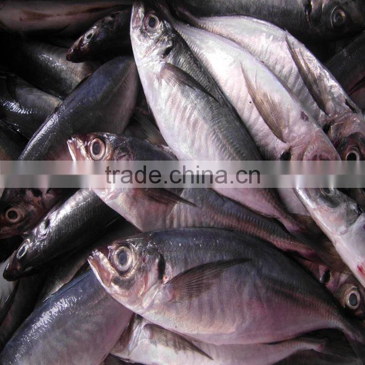 Canned fish horse mackerel japanese horse mackerel fish