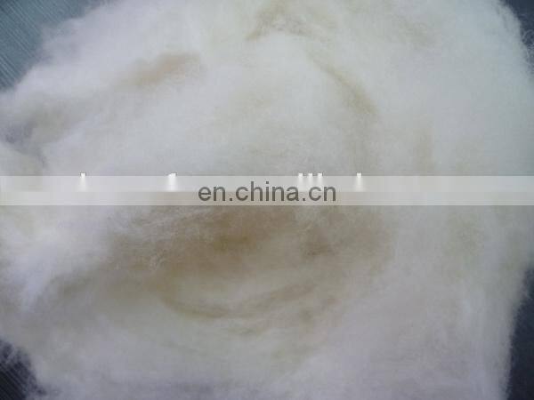 sheep wool open tops white for woolen spinning