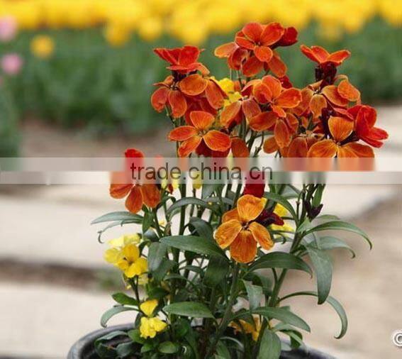 Common Wallflower ,Cheiranthus cheiri Linn.flower seed,herb seed,vegetalbe seed,fruit seed,grass seed