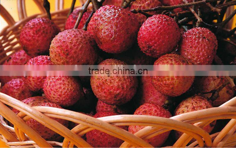 Canned Foodstuff Chinese Canned Lychee in Syrup