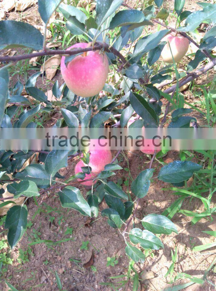 2015 Fresh Apple fruits red fuji