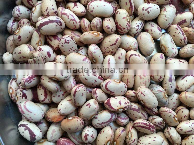 small round shape ight speckled Kidney Bean Pinto bean