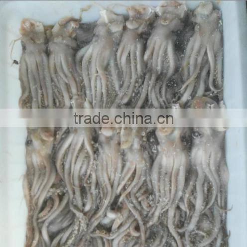 Frozen Squid Head