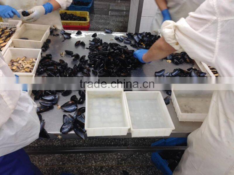 IQF Half shell blue mussel