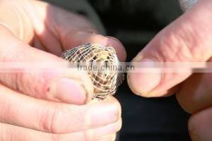 water soluble mesh pva fishing net