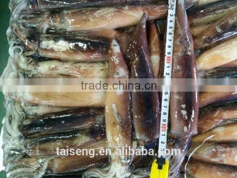 Illex argentinus squid jigs 300-400g bait fish for Tuna