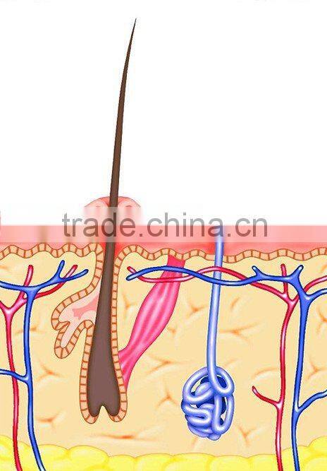 RF Mesotherapy body slimming machine CE
