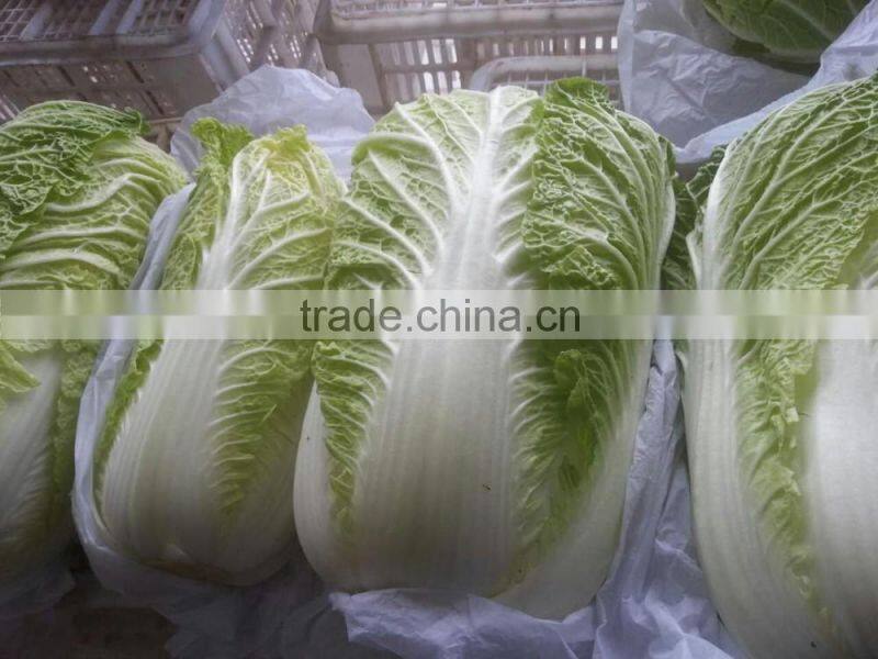 fresh new crop chinese cabbage
