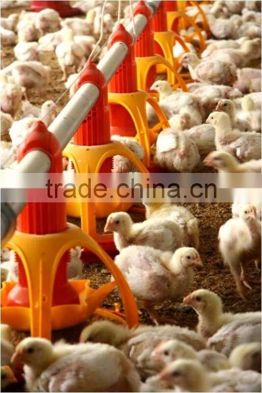 Automatic Pan Feeding System for Broilers