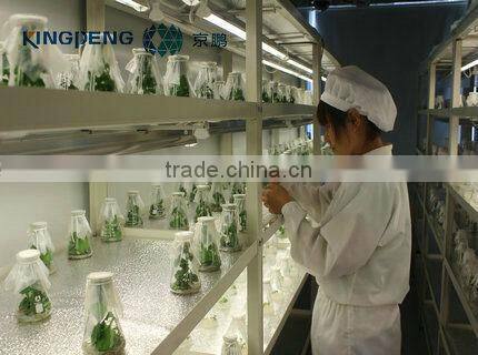 Professional Quarantine Glass Greenhouse