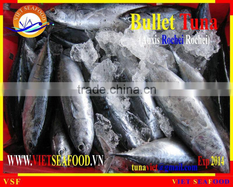 W/R FROZEN BULLET TUNA