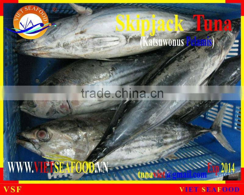 FROZEN SKIPJACK TUNA WHOLE ROUND